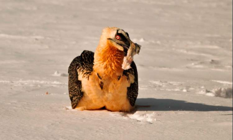 Imagen de Sendero ornitológico de Gerbe
