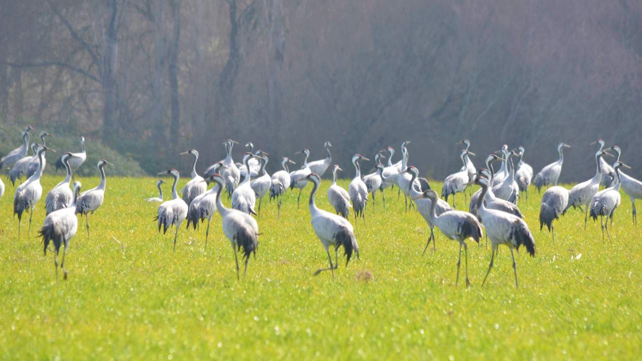 Cranes in the Gabriel y Galán reservoir