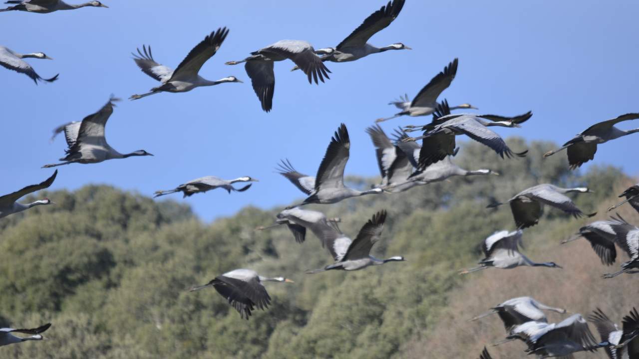 Cranes in the Gabriel y Galán reservoir
