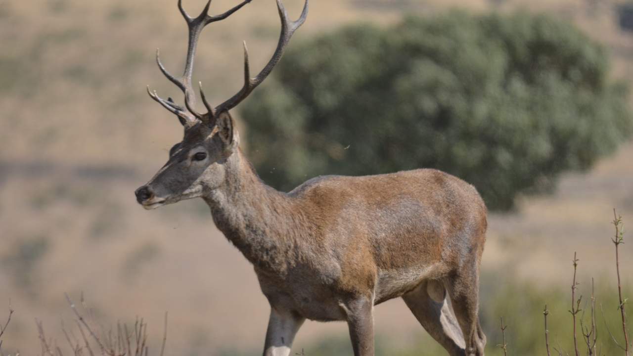 Deer in Trasierra Tierras de Granadilla