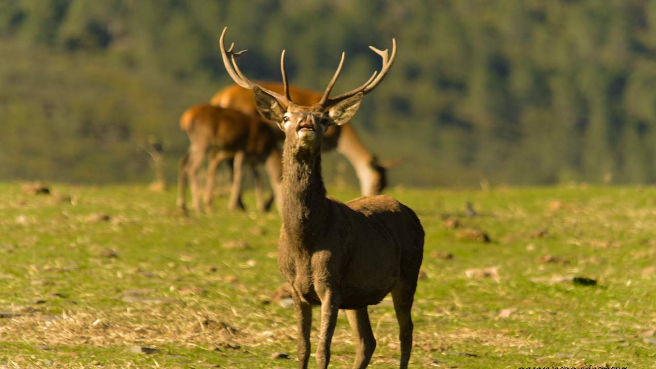 Deer in Trasierra Tierras de Granadilla