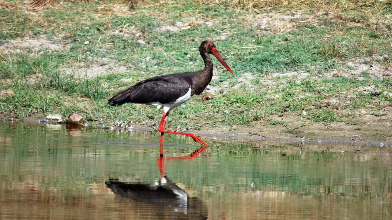 Black stork in Tierras de Granadilla