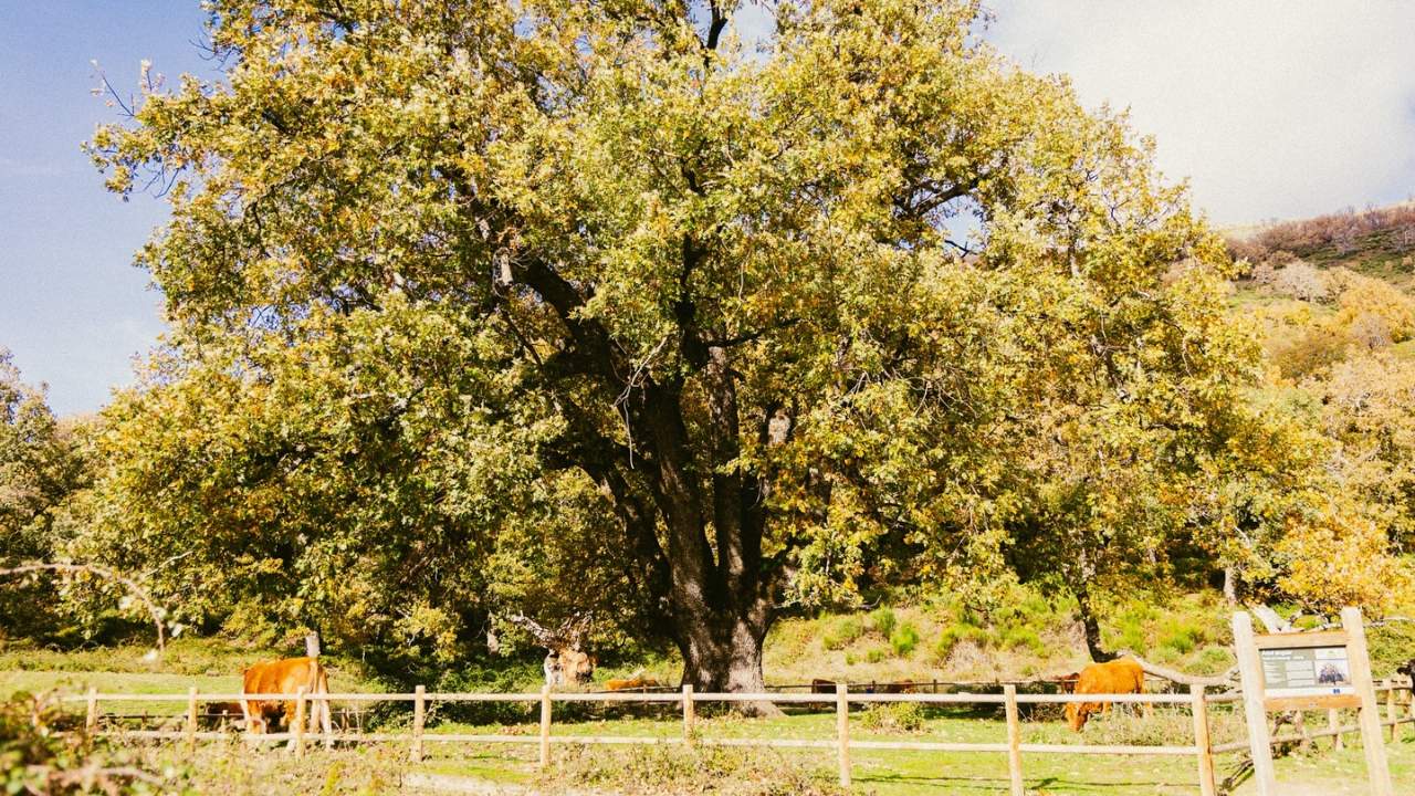 Granadilla ancient oak