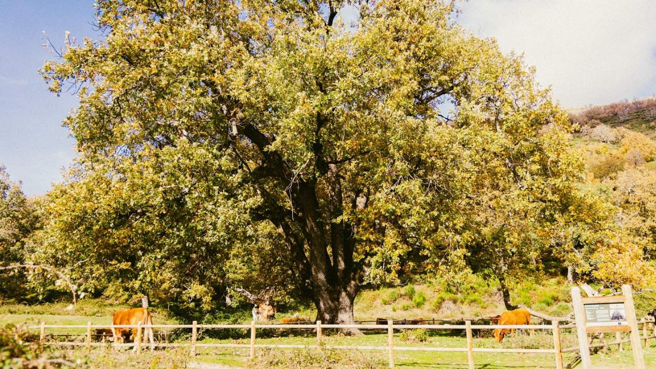 Historic oak tree in Tierras de Granadilla