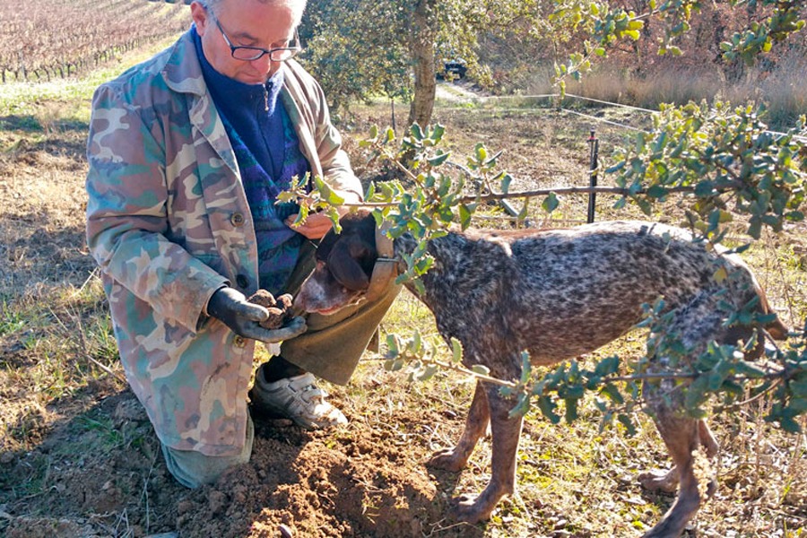 Imagen de Búsqueda de trufas con perro