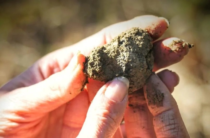 Imagen de Búsqueda de trufas con perro