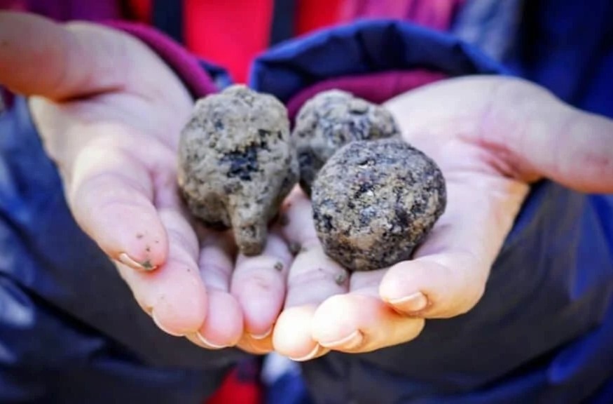 Imagen de Búsqueda de trufas con perro