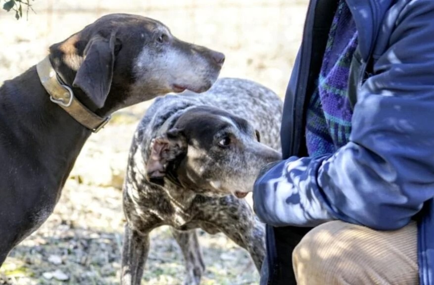 Imagen de Búsqueda de trufas con perro
