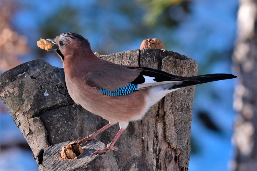 Imagen de Observar para comprender y respetar.
