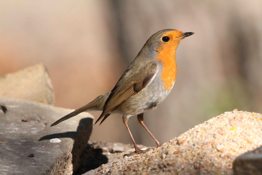Imagen de Observar para comprender y respetar.