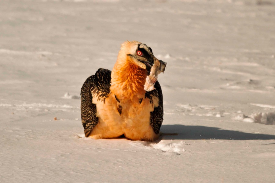 Imagen de Observar para comprender y respetar.