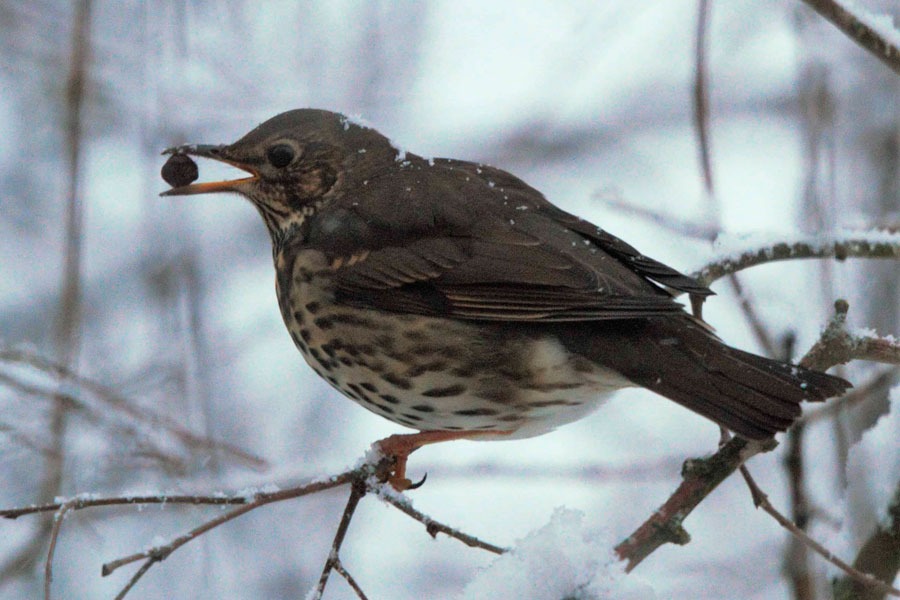 Imagen de Observar para comprender y respetar.
