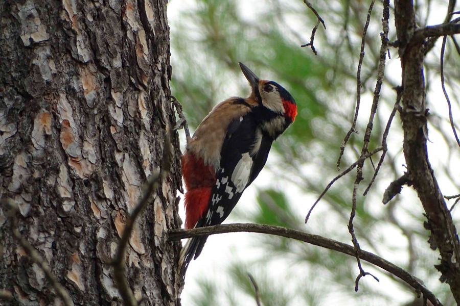 Imagen de Observar para comprender y respetar.