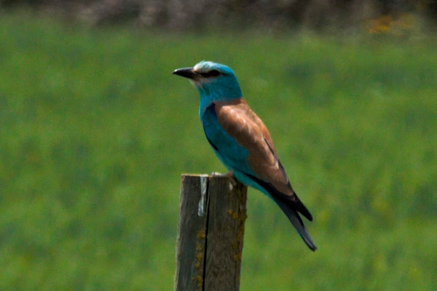 Imagen de Observar para comprender y respetar.