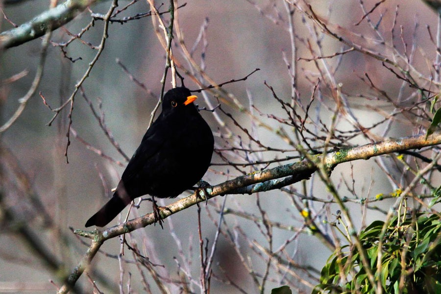 Imagen de Observar para comprender y respetar.