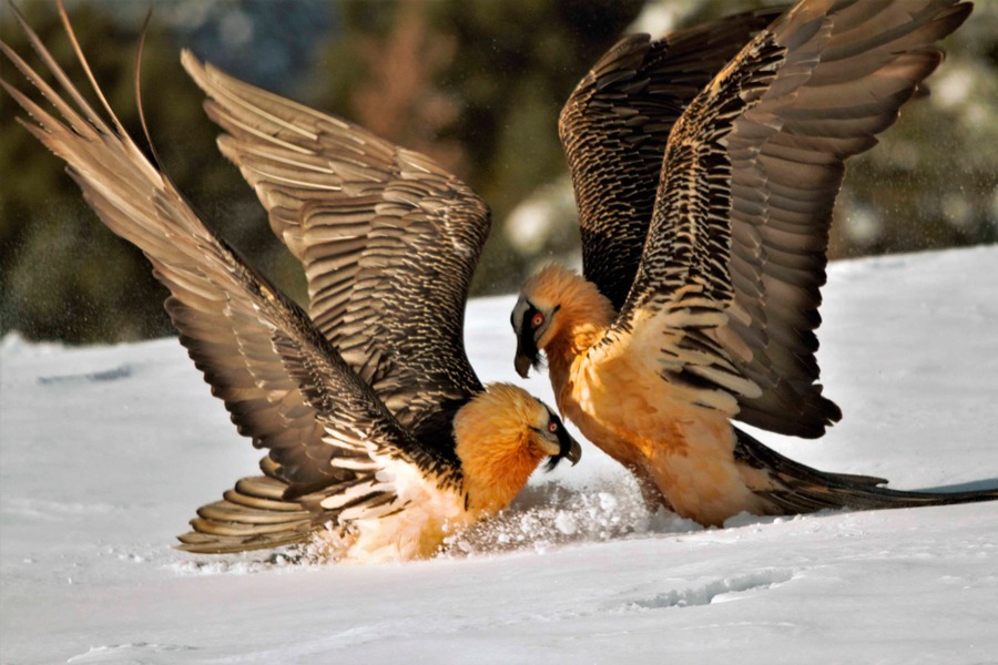 Imagen de Observar para comprender y respetar.
