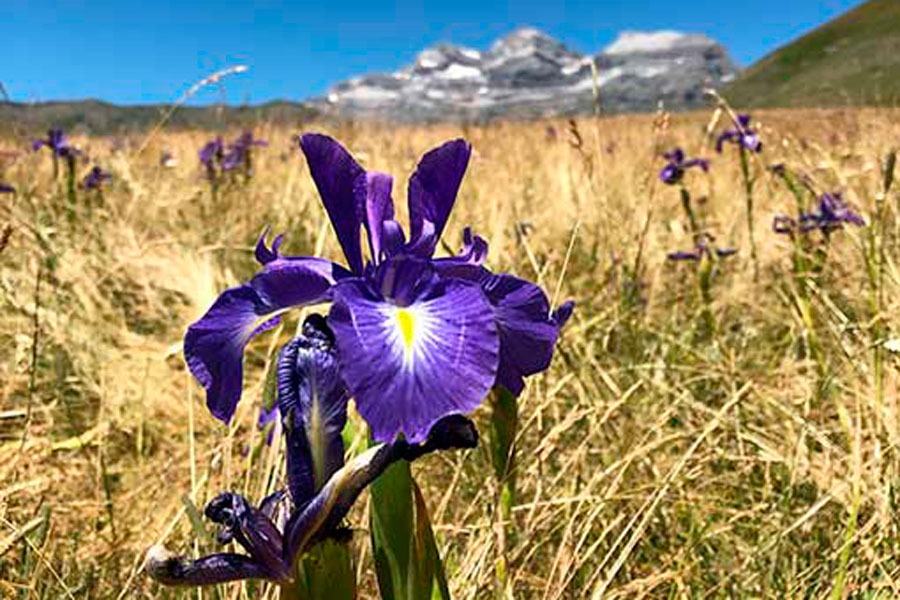 Imagen de Rutas Pirineos Wildlife