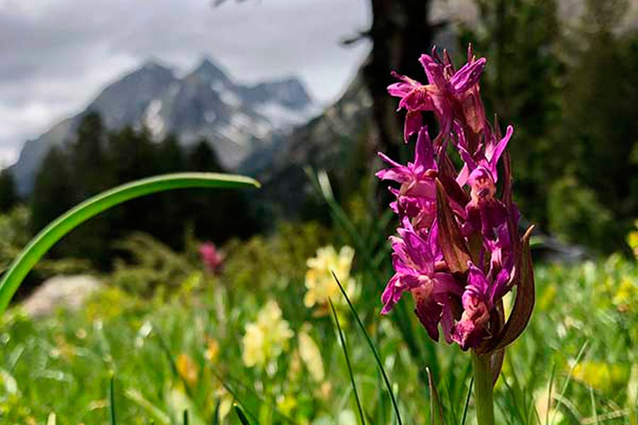 Imagen de Rutas Pirineos Wildlife
