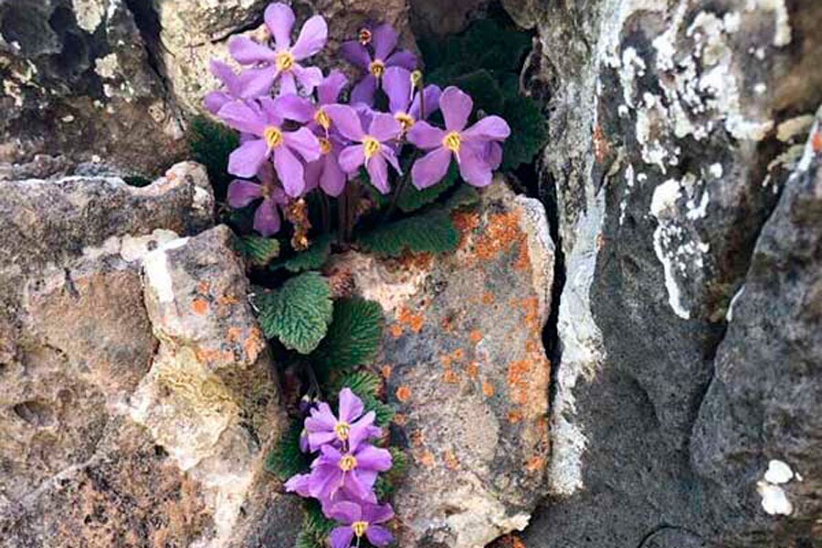 Imagen de Rutas Pirineos Wildlife