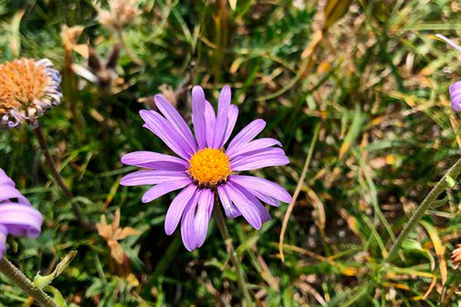 Imagen de Rutas Pirineos Wildlife