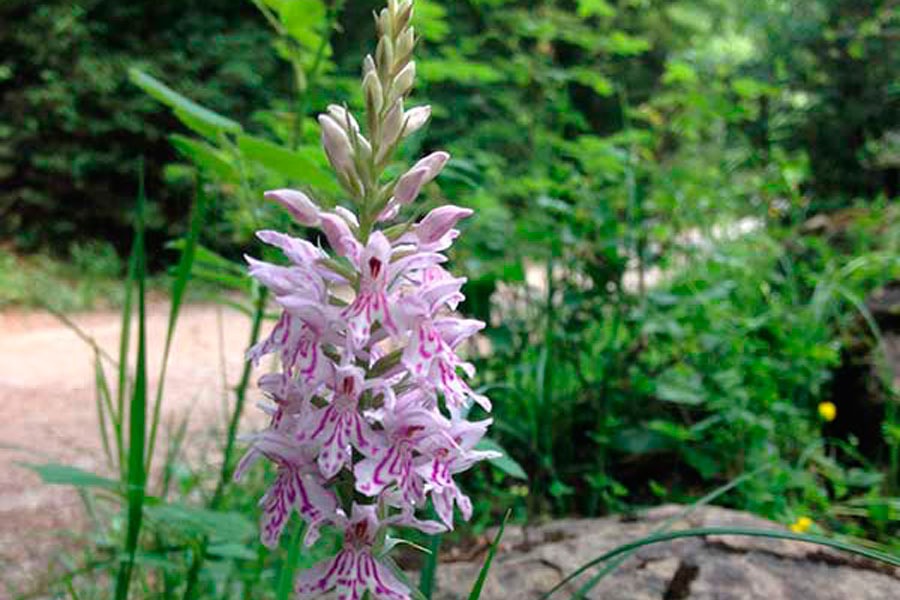 Imagen de Rutas Pirineos Wildlife