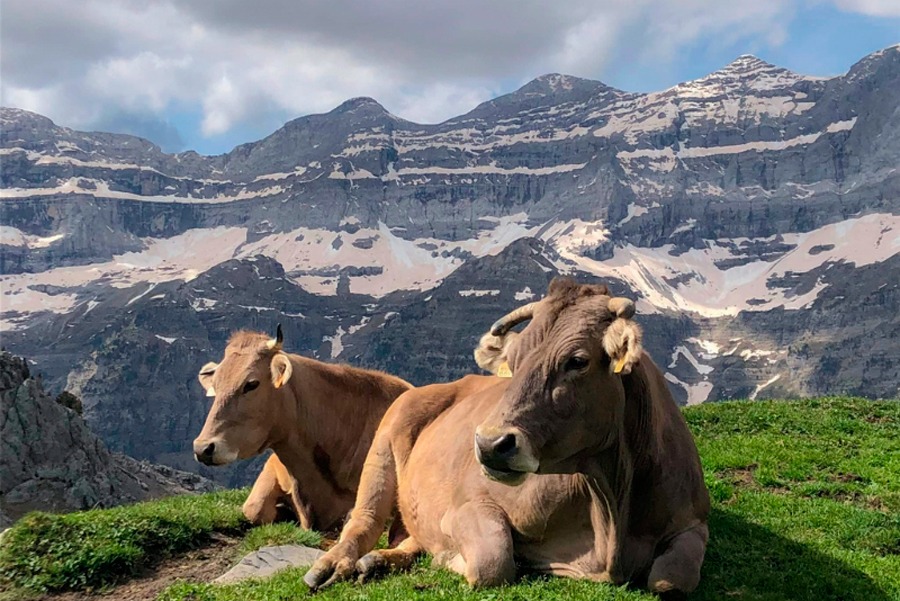 Imagen de Guías Naturaleza