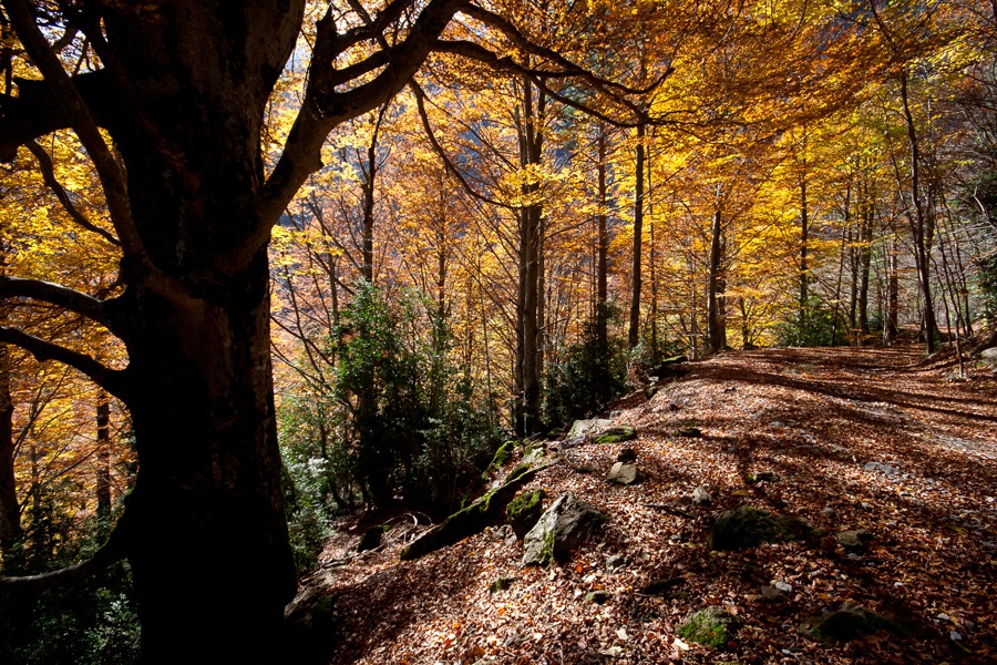 Imagen de Guías Naturaleza