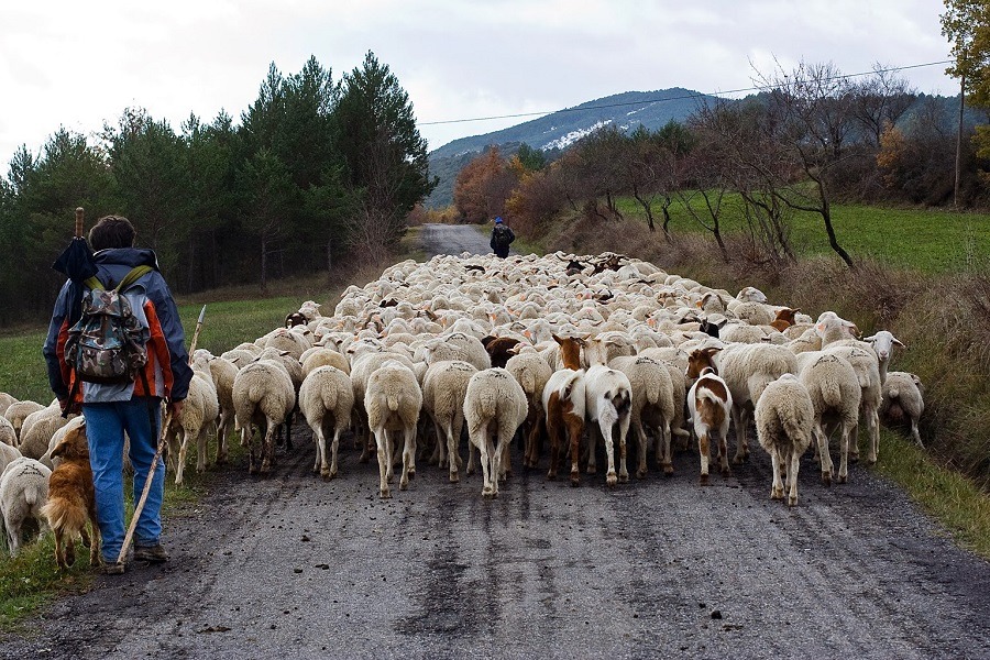Imagen de Vive en la granja