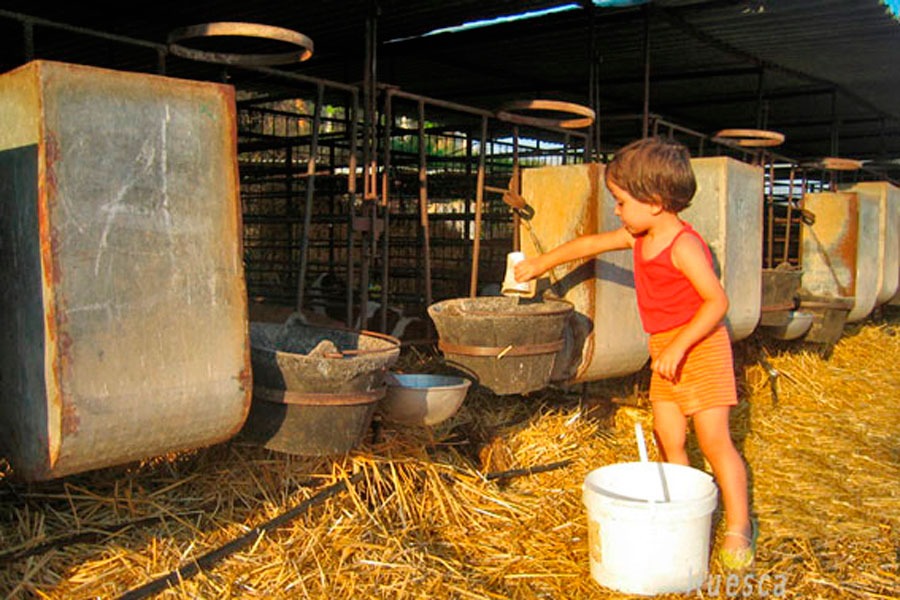 Imagen de Vive en la granja