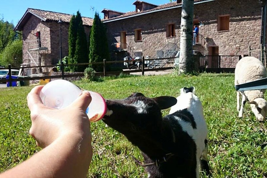 Imagen de Vive en la granja