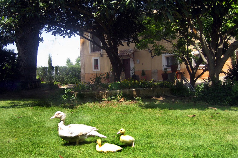 Imagen de Vive en la granja