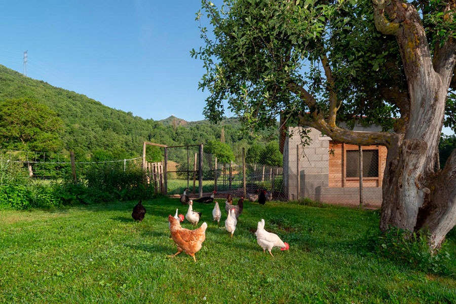 Imagen de Vive en la granja