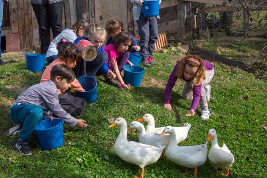 Imagen de Vive en la granja