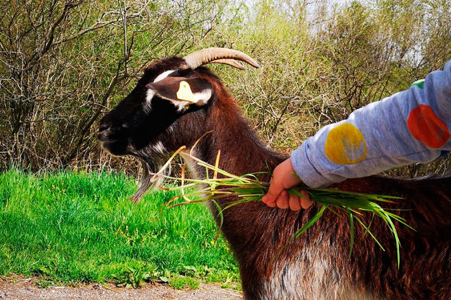 Imagen de Vive en la granja