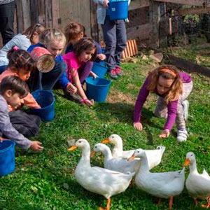 Imagen de Vive en la granja