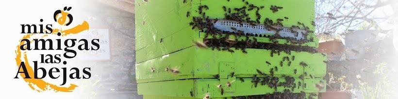 Imagen de Explorar el mundo de las abejas