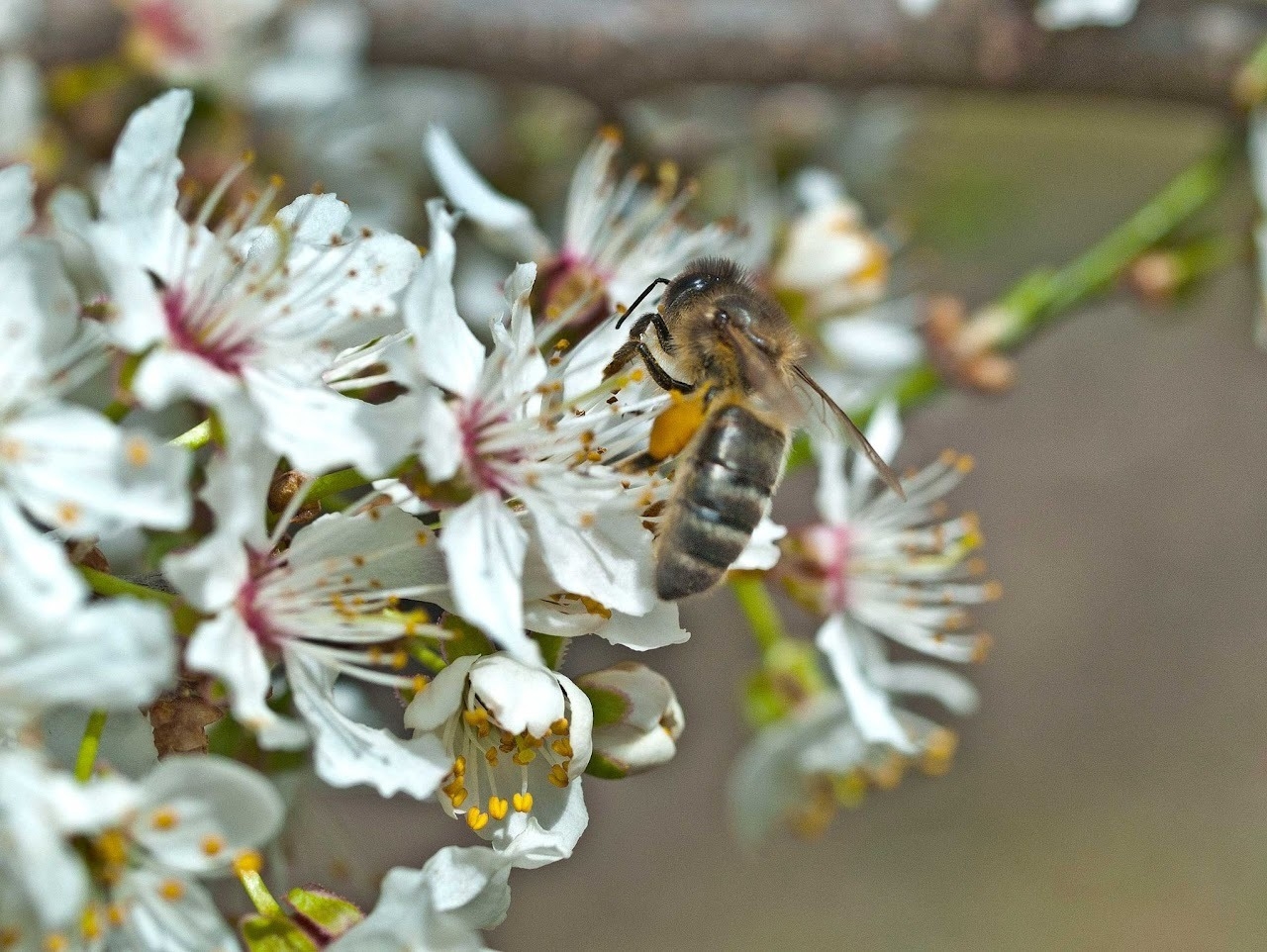 Imagen de Explorar el mundo de las abejas