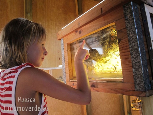 Imagen de Explorar el mundo de las abejas