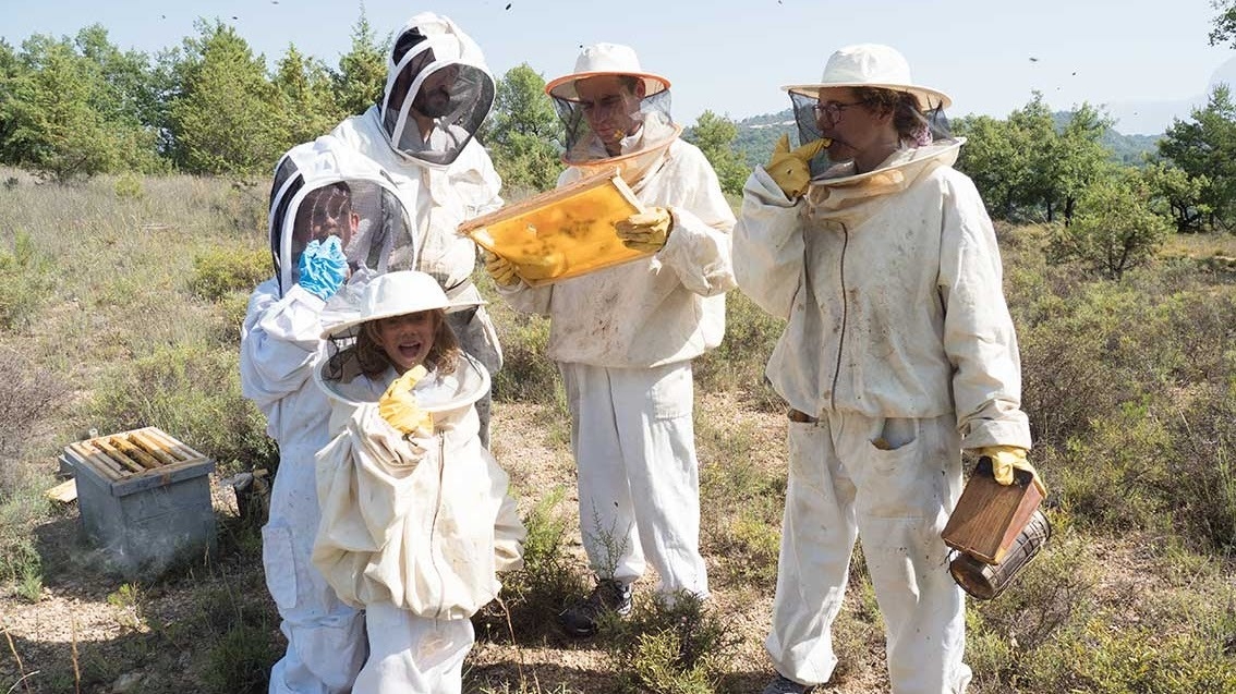 Imagen de Explorar el mundo de las abejas