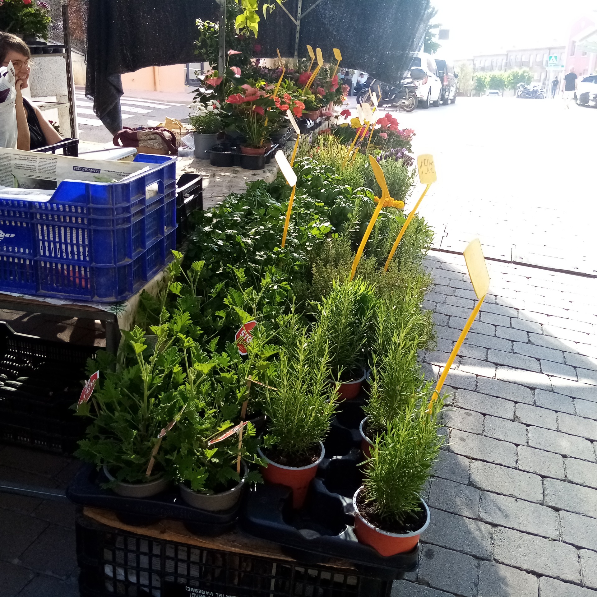 Imagen de Taller de plantes antimosquits