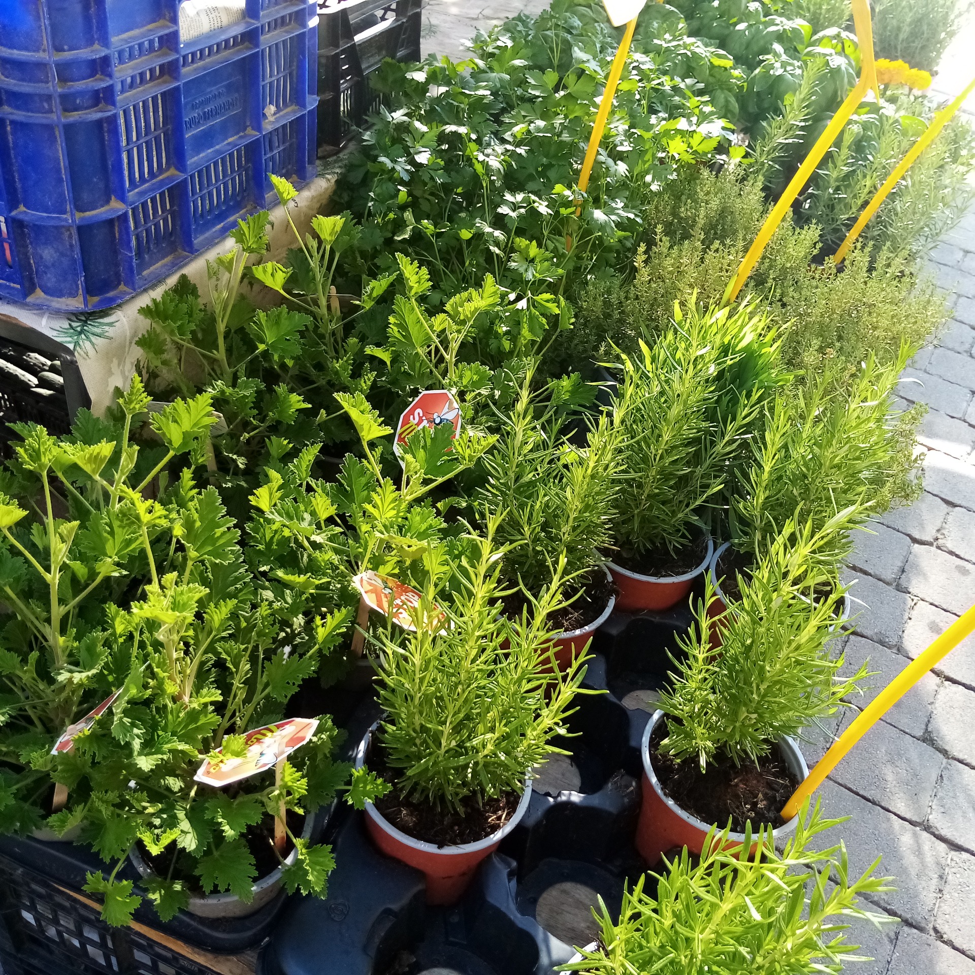 Imagen de Taller de plantes antimosquits