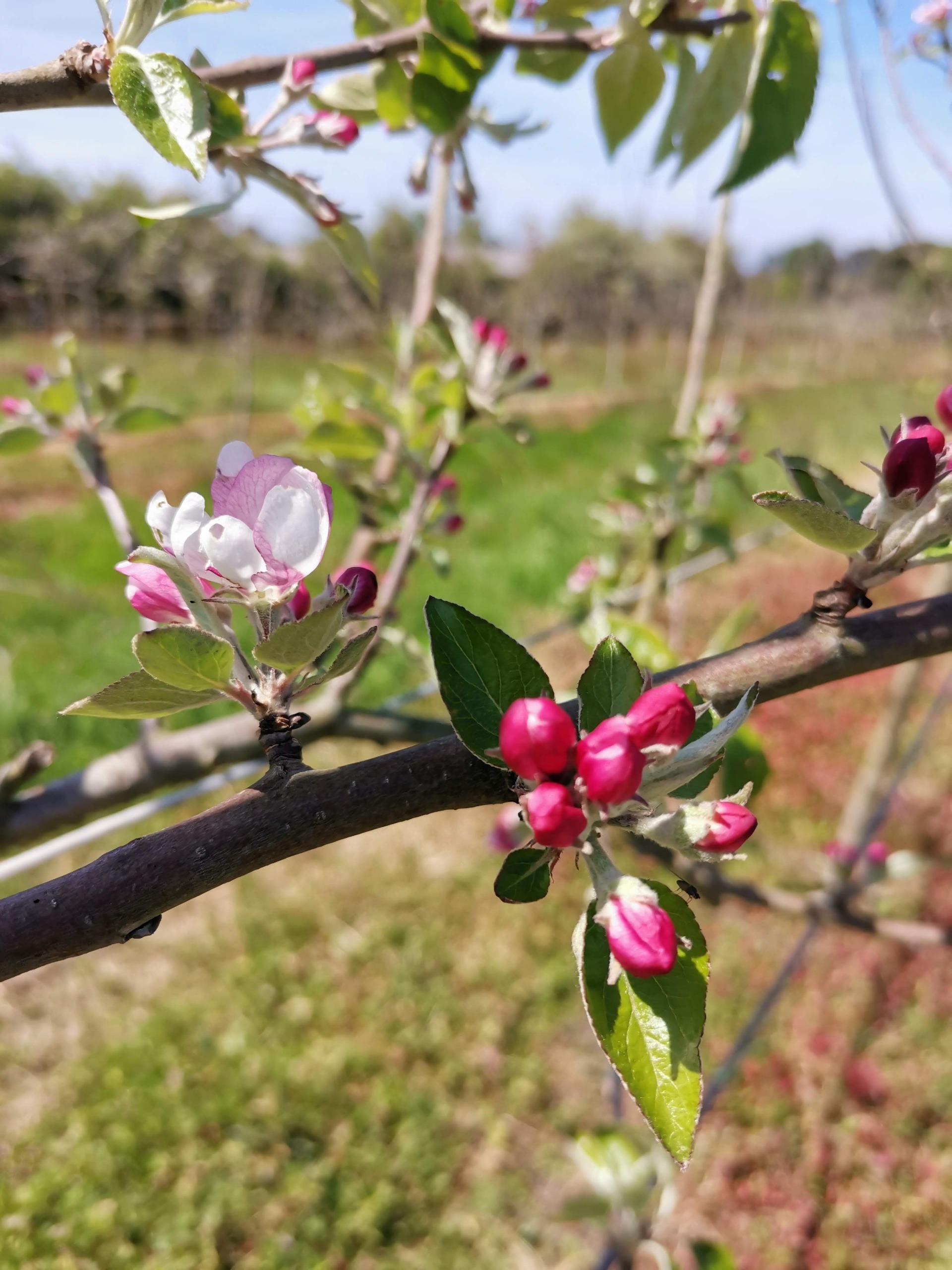 Imagen de 10MAYO. YogaMUT. Yoga & Vermut