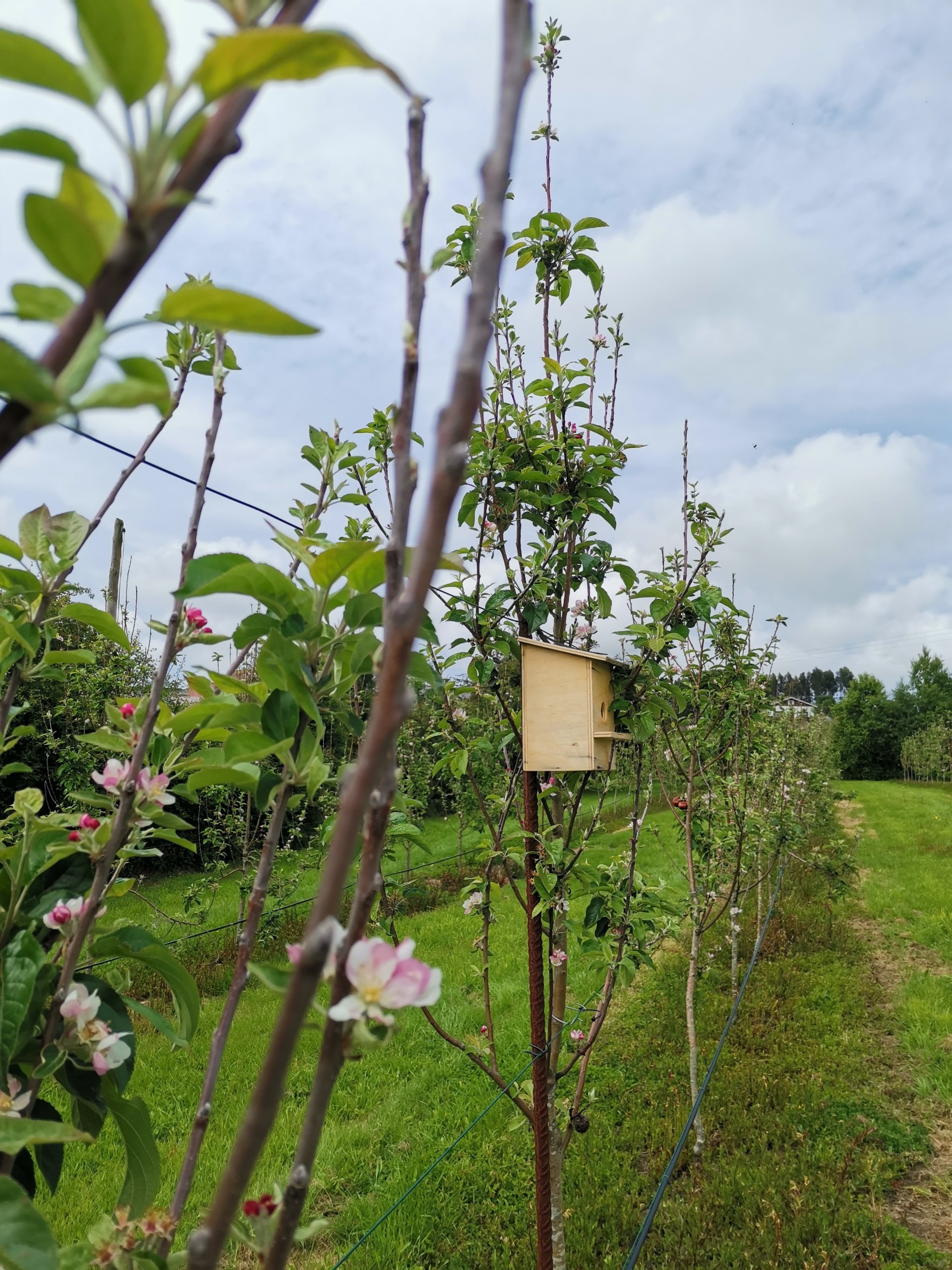 Imagen de 10MAYO. YogaMUT. Yoga & Vermut