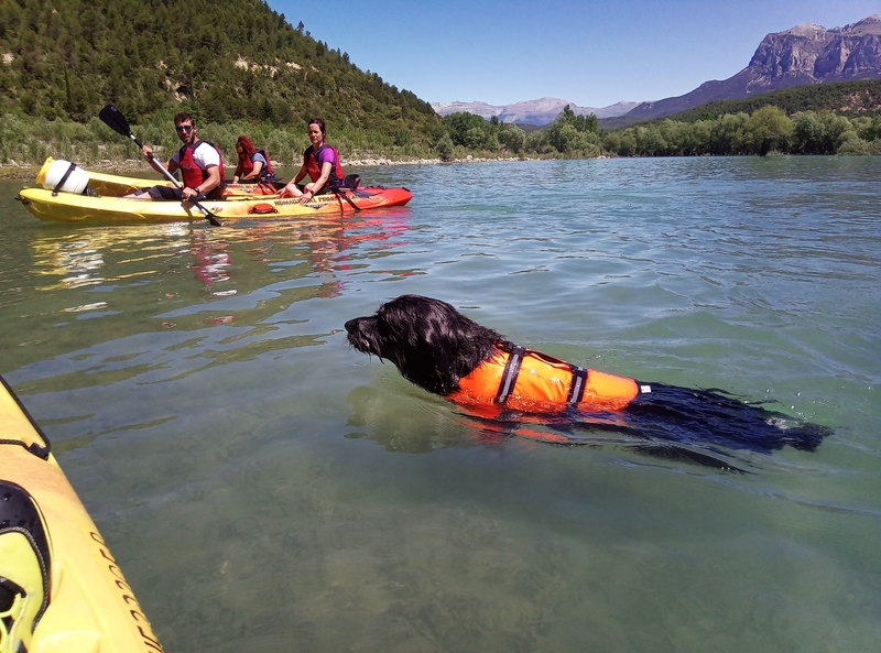 Imagen de Kayak con perros