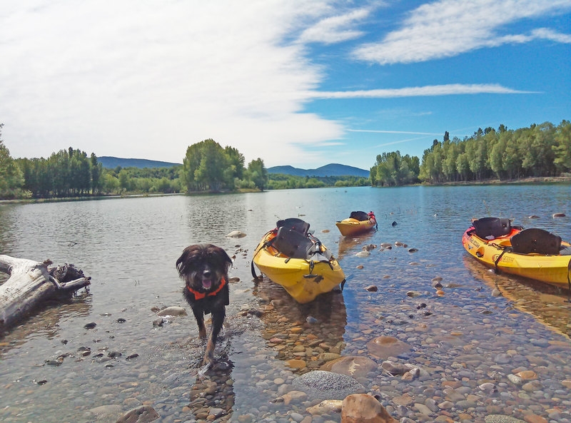 Imagen de Kayak con perros