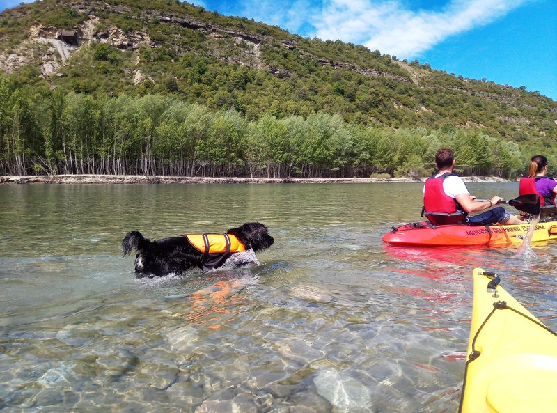 Imagen de Kayak con perros