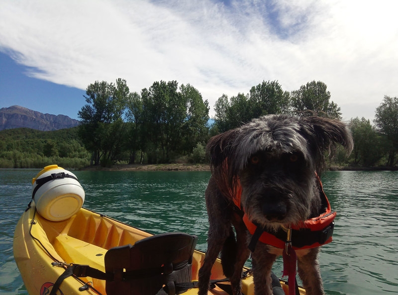 Imagen de Kayak con perros