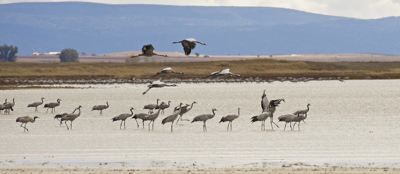 Imagen de Ven a ver las grullas al Embalse de Gabriel y Galán