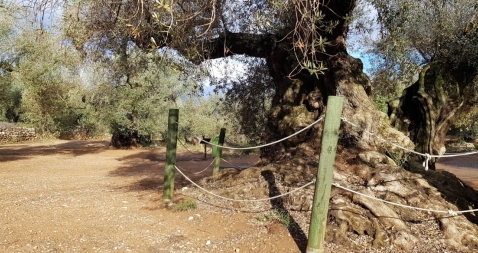 Visita a les oliveres mil·lenàries de l'Arión