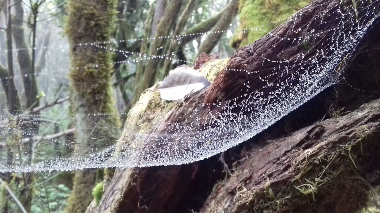 tela de araña en el bosque